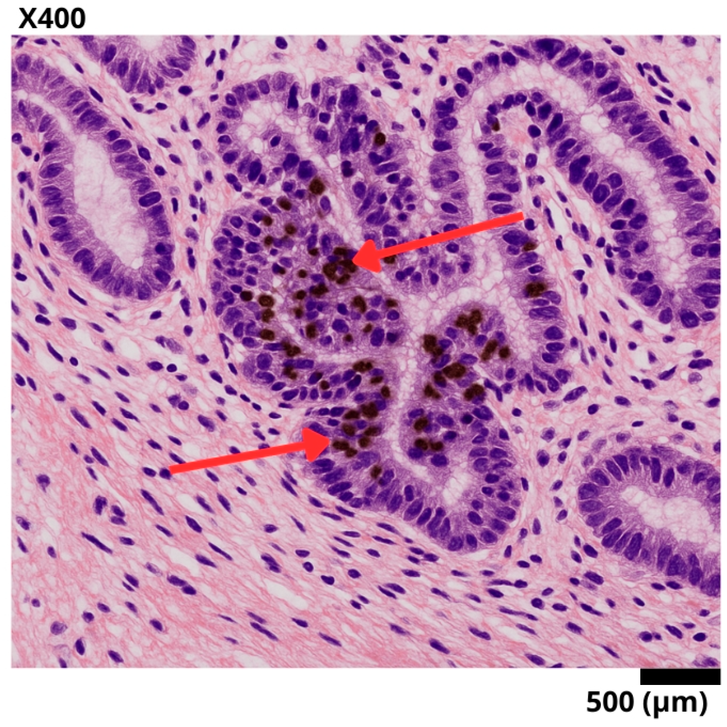 Diseases 13 00251 g002