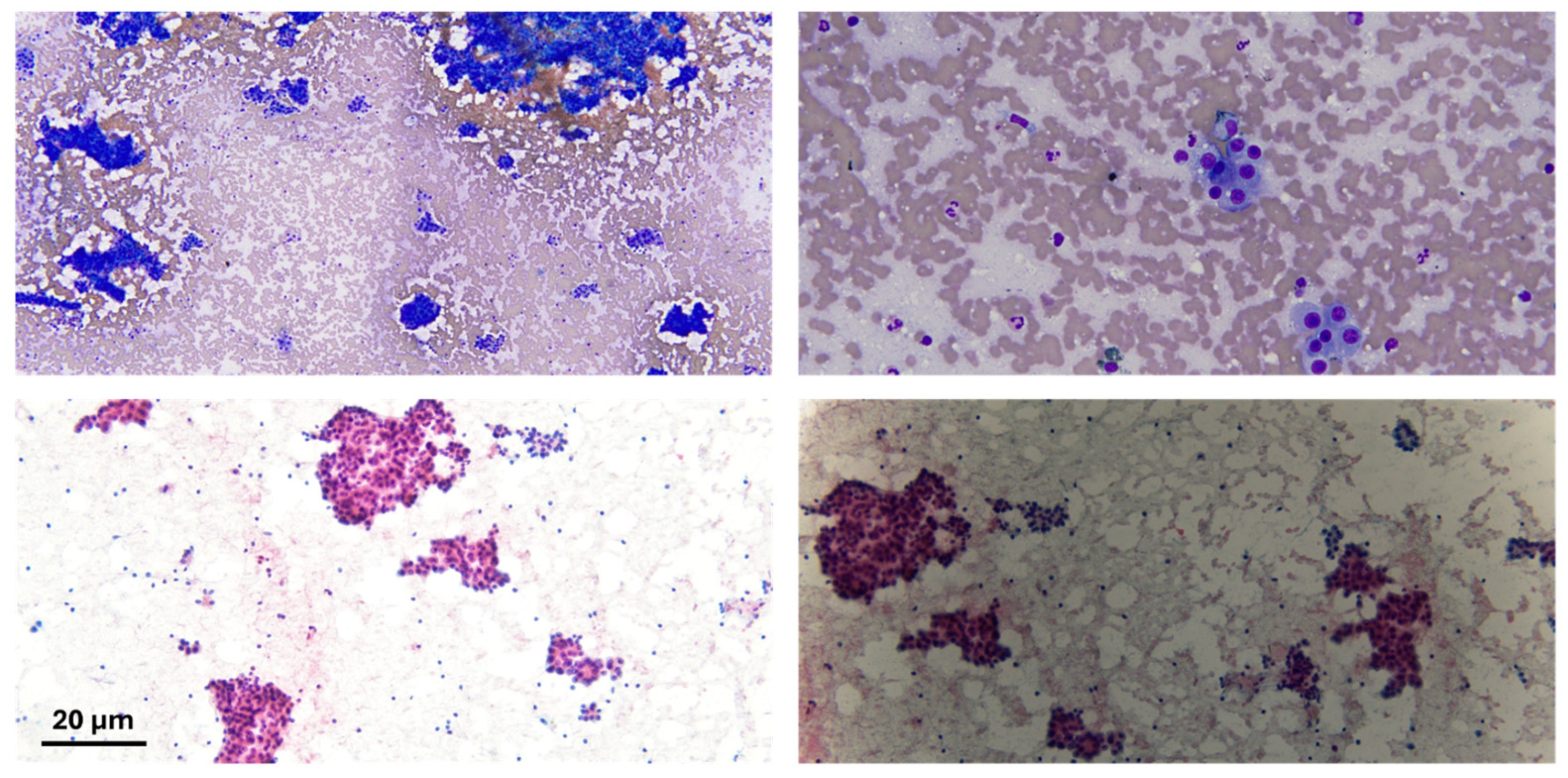 Diseases 13 00257 g002