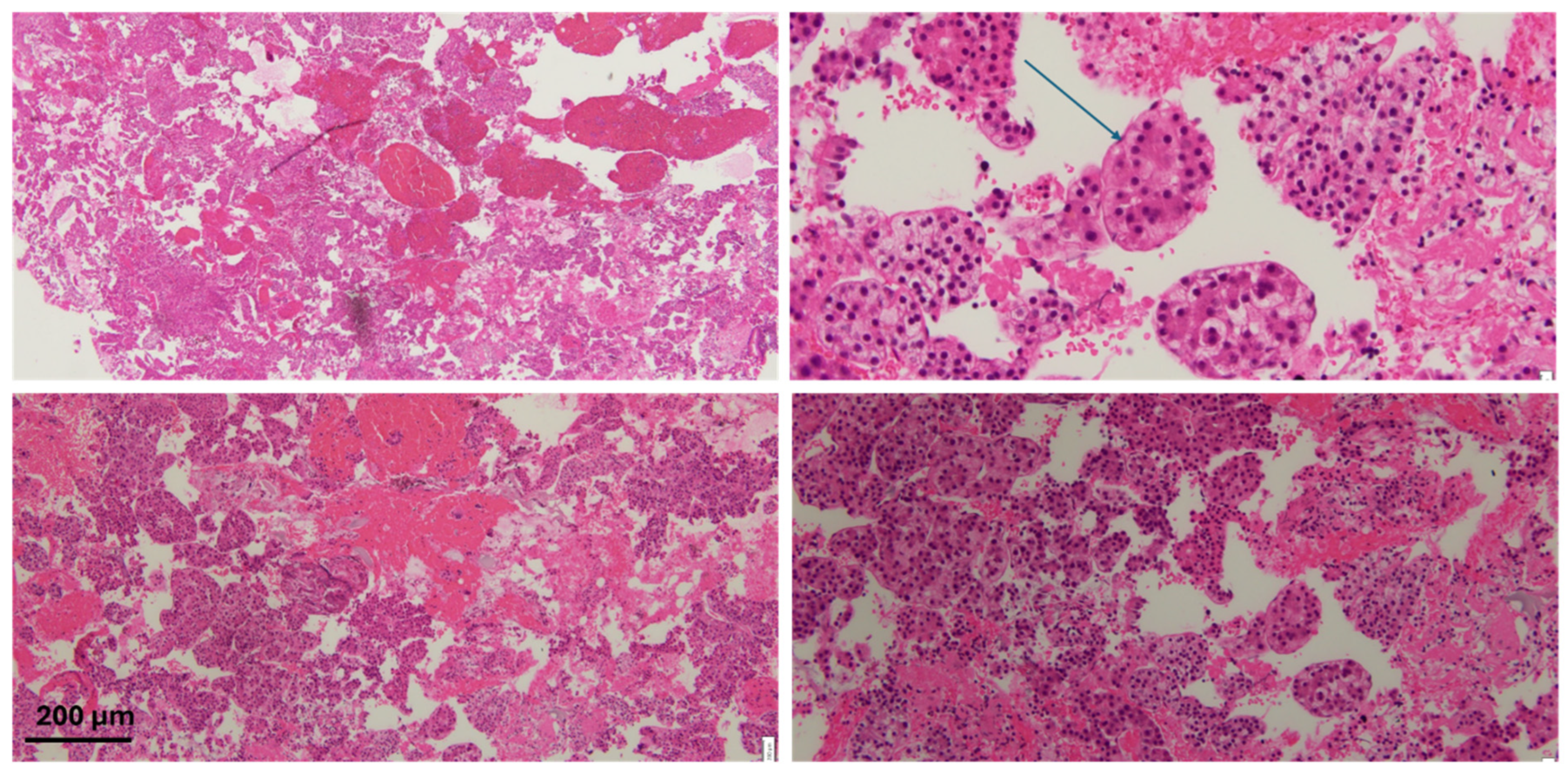 Diseases 13 00257 g003