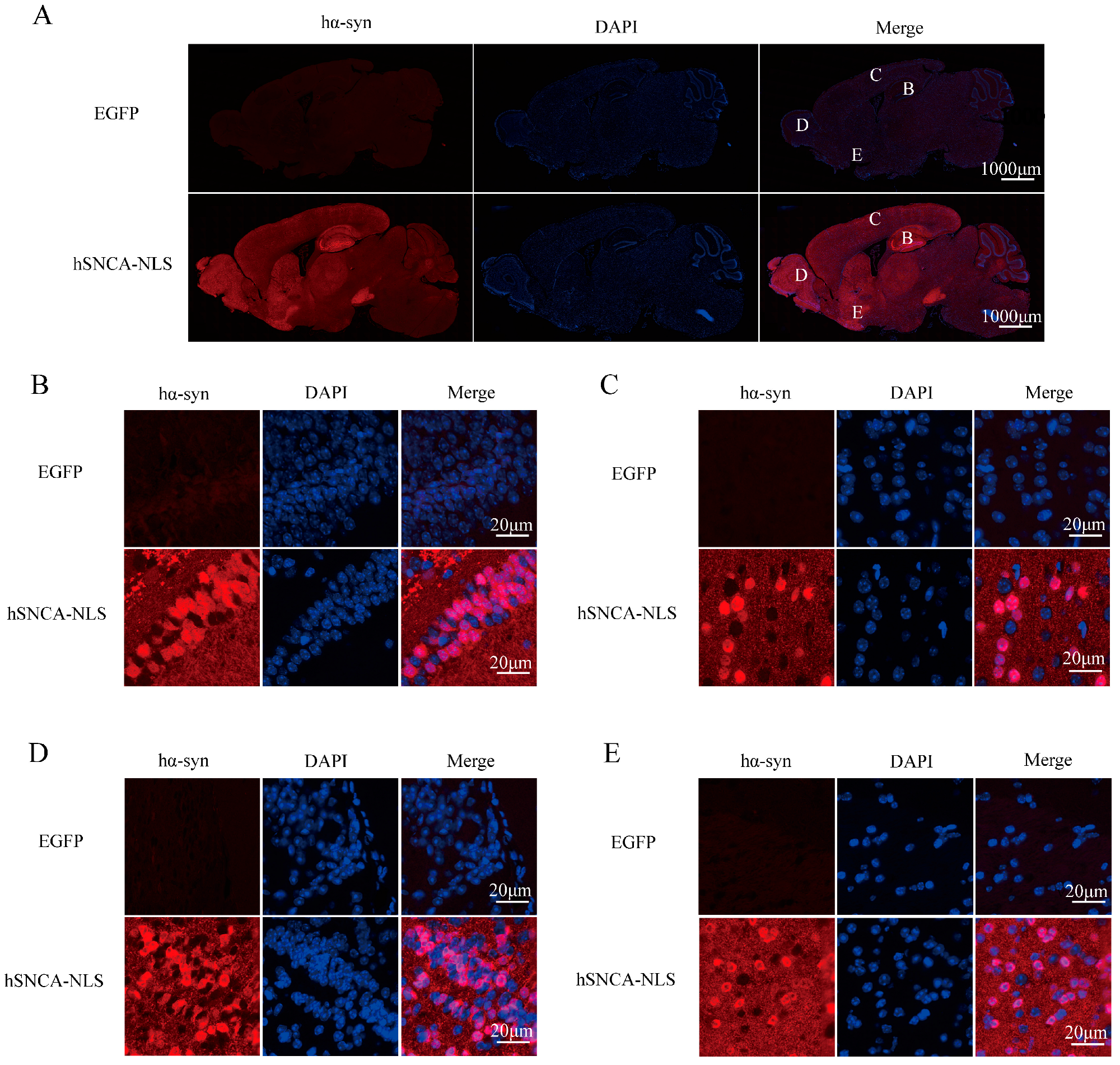 Diseases 13 00261 g003