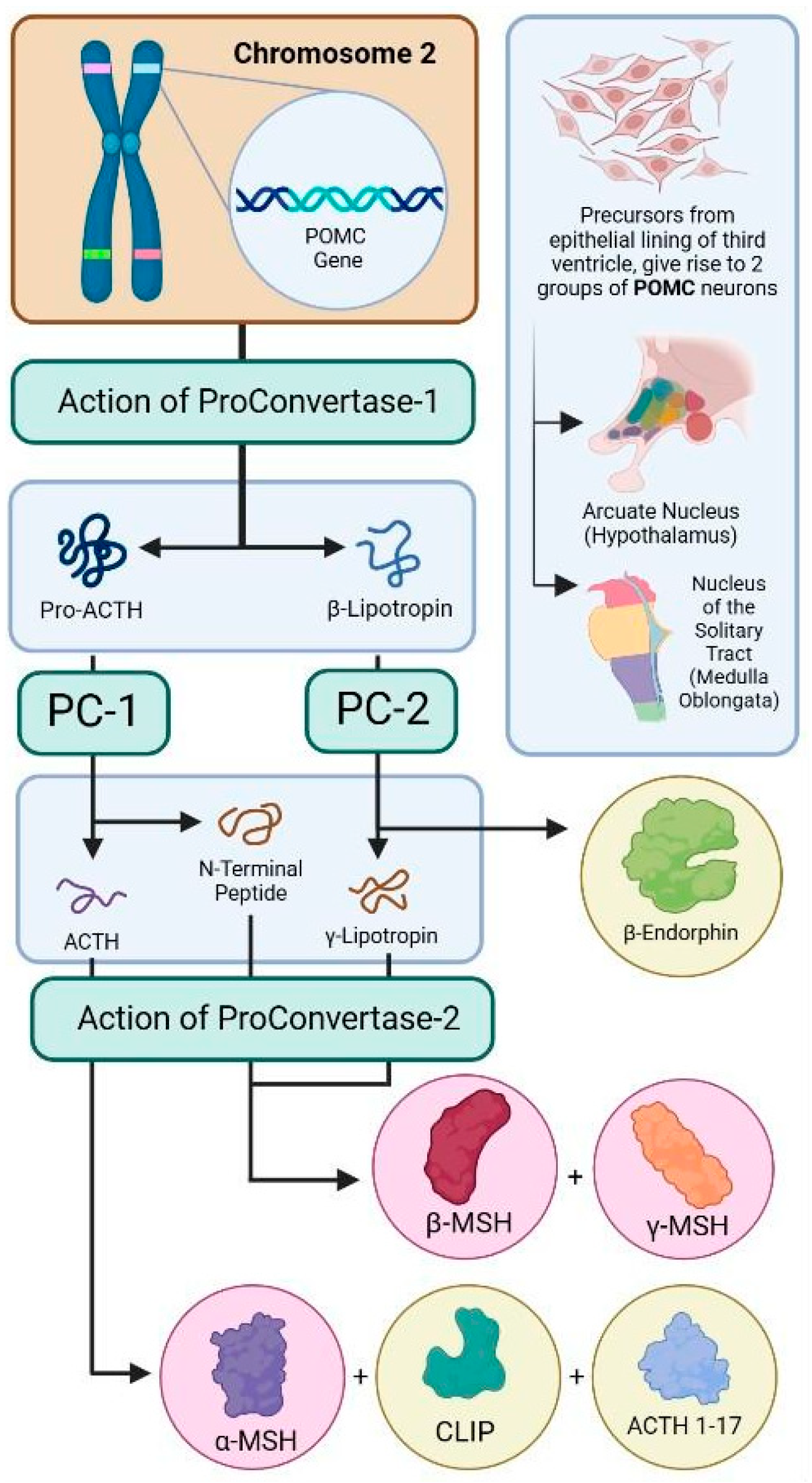 Diseases 13 00305 g001