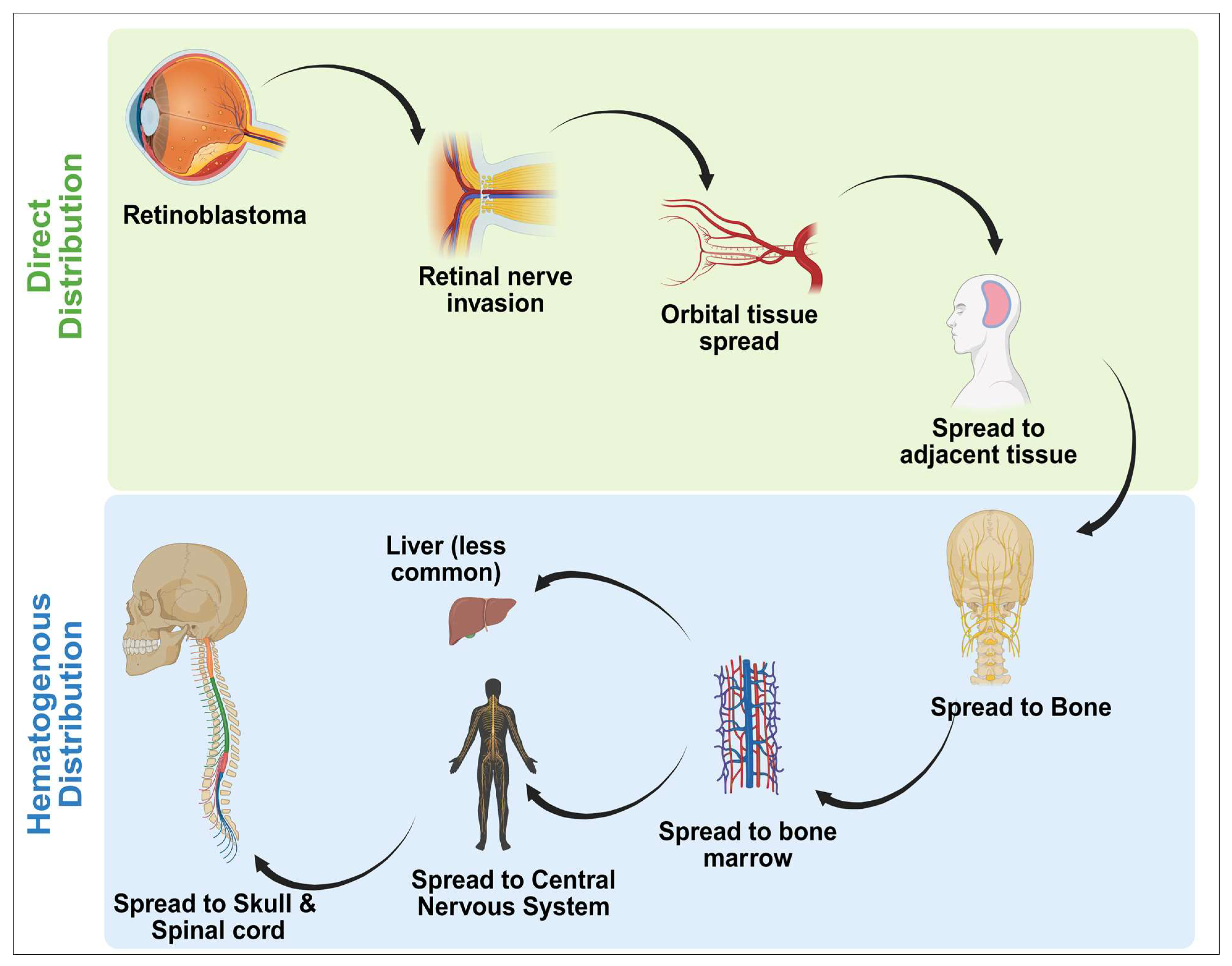 Diseases 13 00307 g003