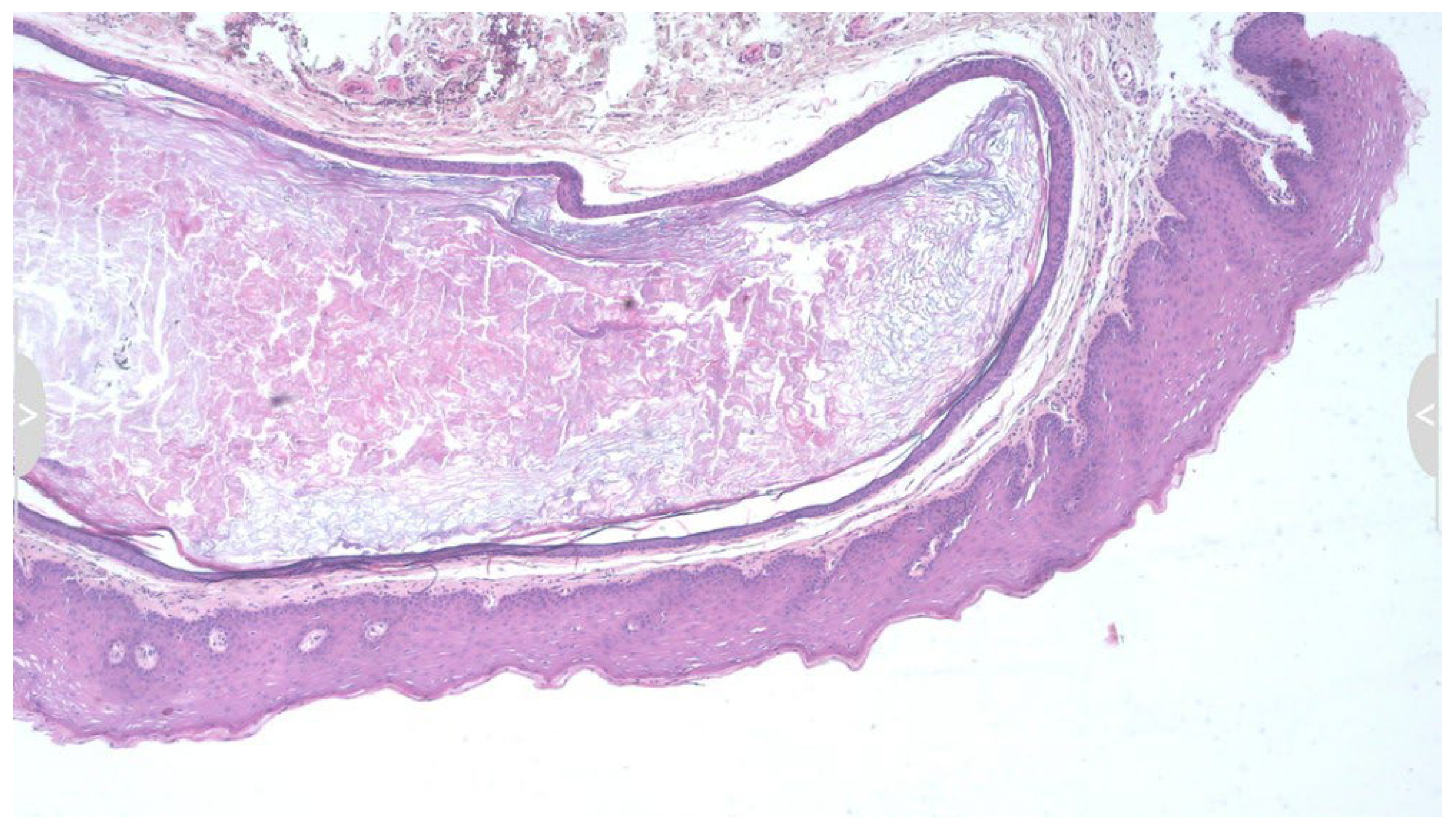 Diseases 13 00358 g002