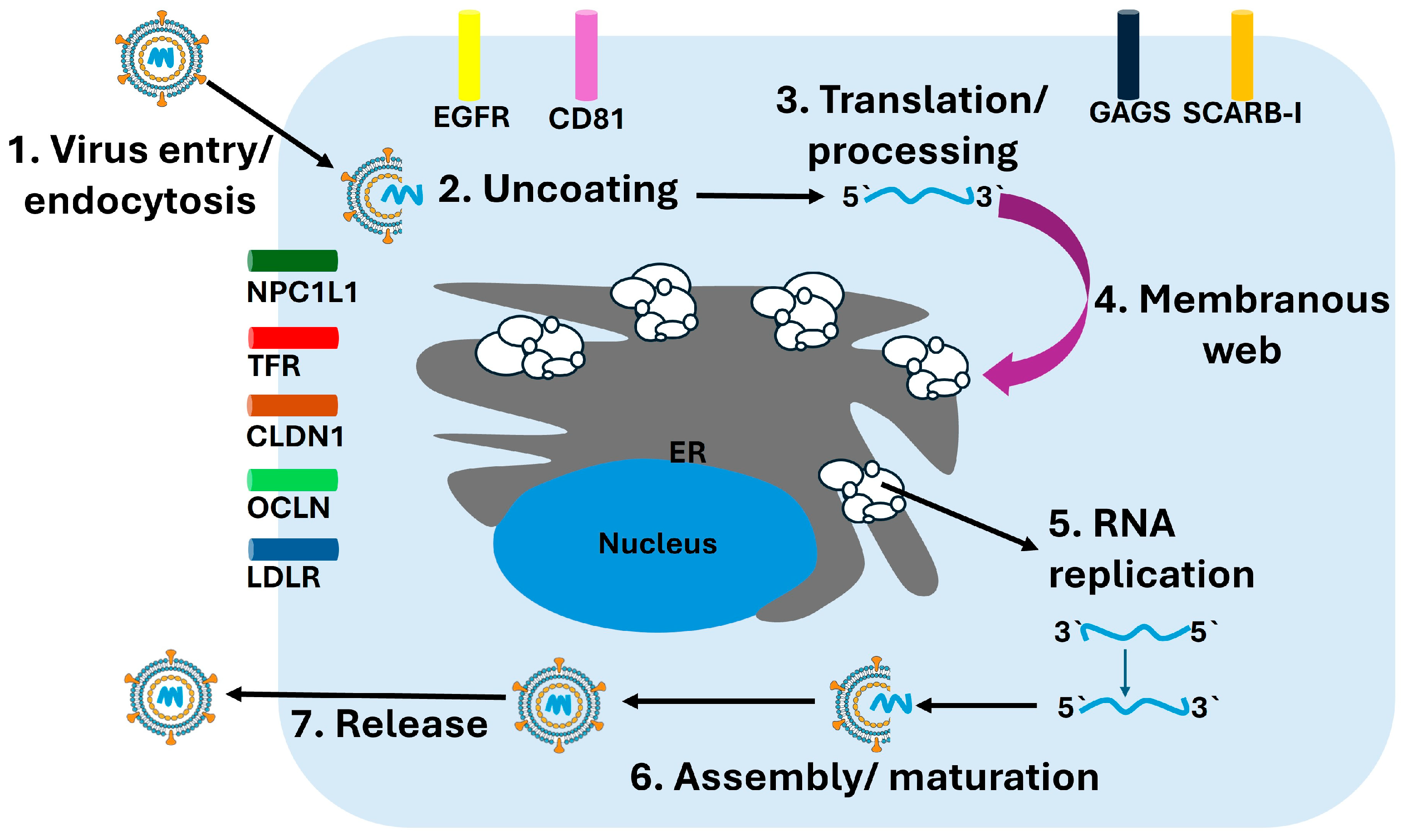 Diseases 13 00393 g002