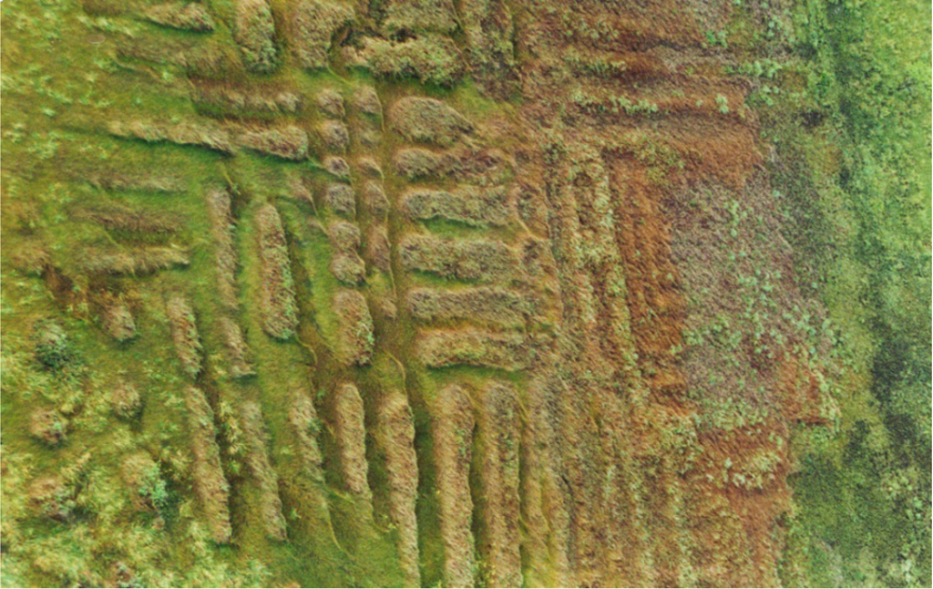 Diversity 02 00331 g006 1024