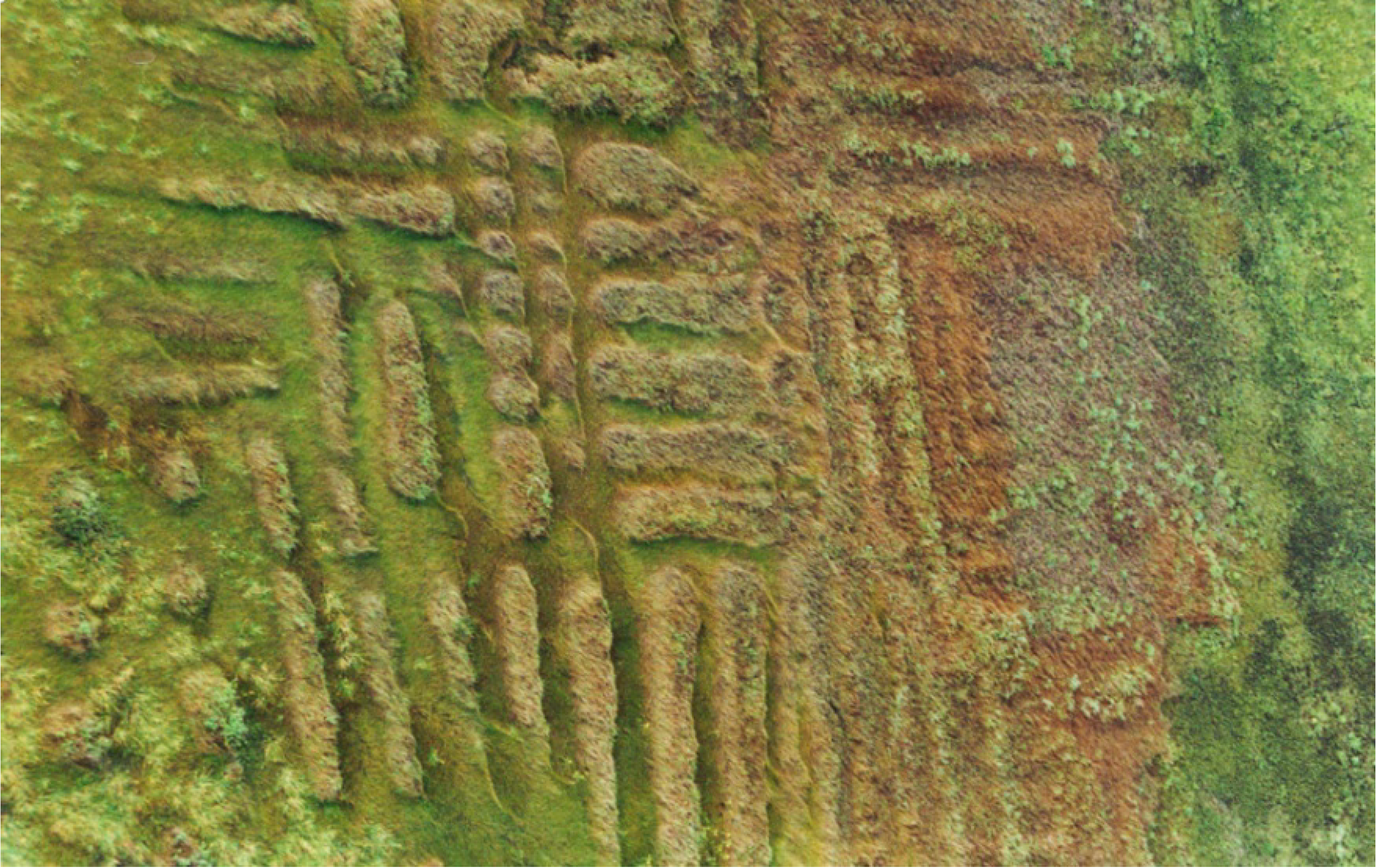 Diversity 02 00331 g006