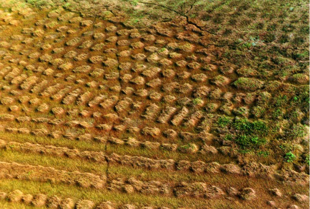 Diversity 02 00331 g008 1024