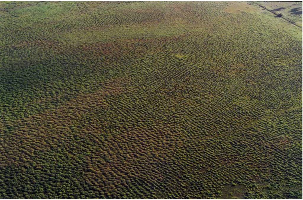 Diversity 02 00331 g009 1024