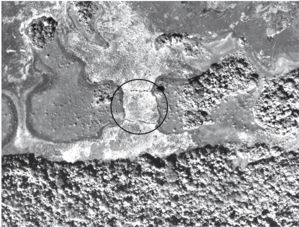 Diversity 02 00331 g010 1024