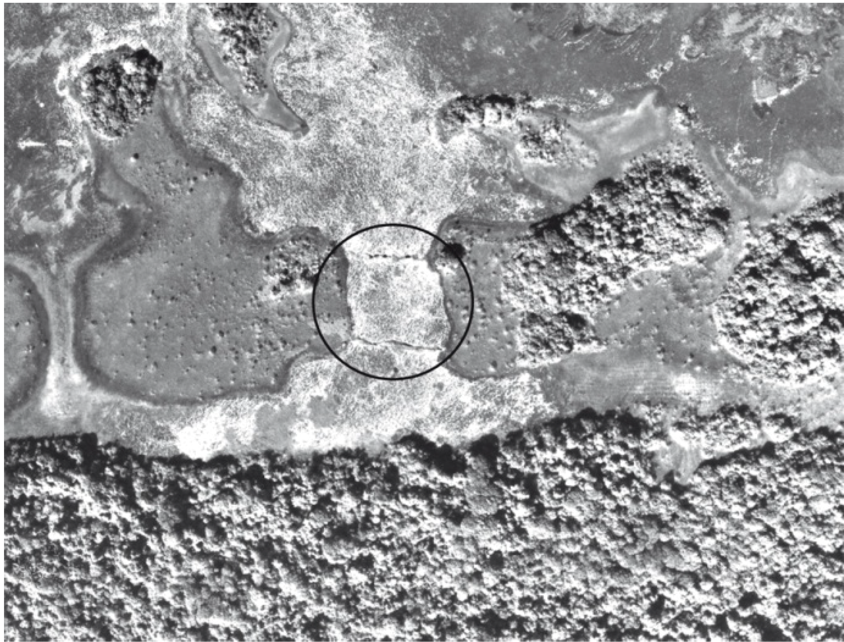 Diversity 02 00331 g010