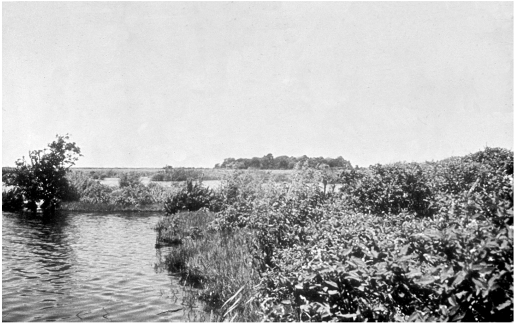 Diversity 02 00331 g011 1024