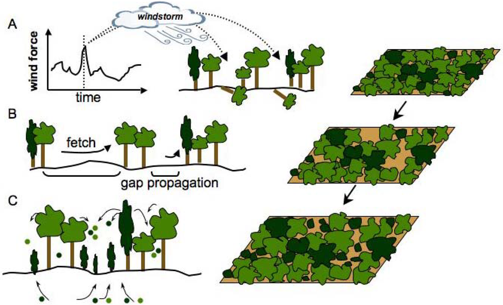 Diversity 02 00395 g002 1024