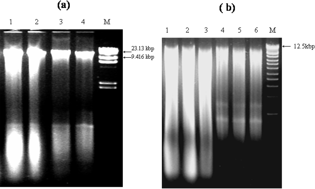 Diversity 02 00505 g001 1024