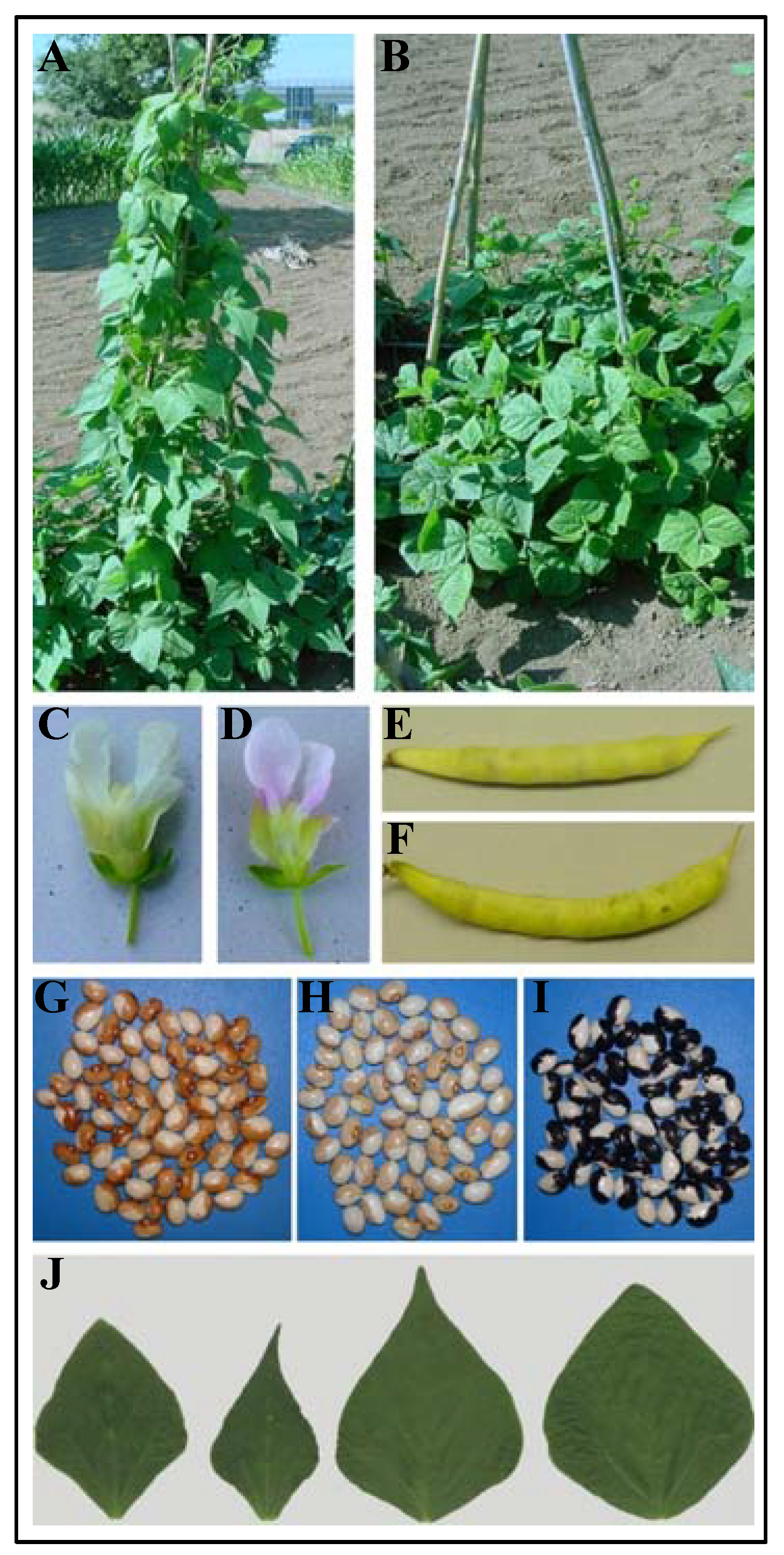Diversity 02 00701 g001