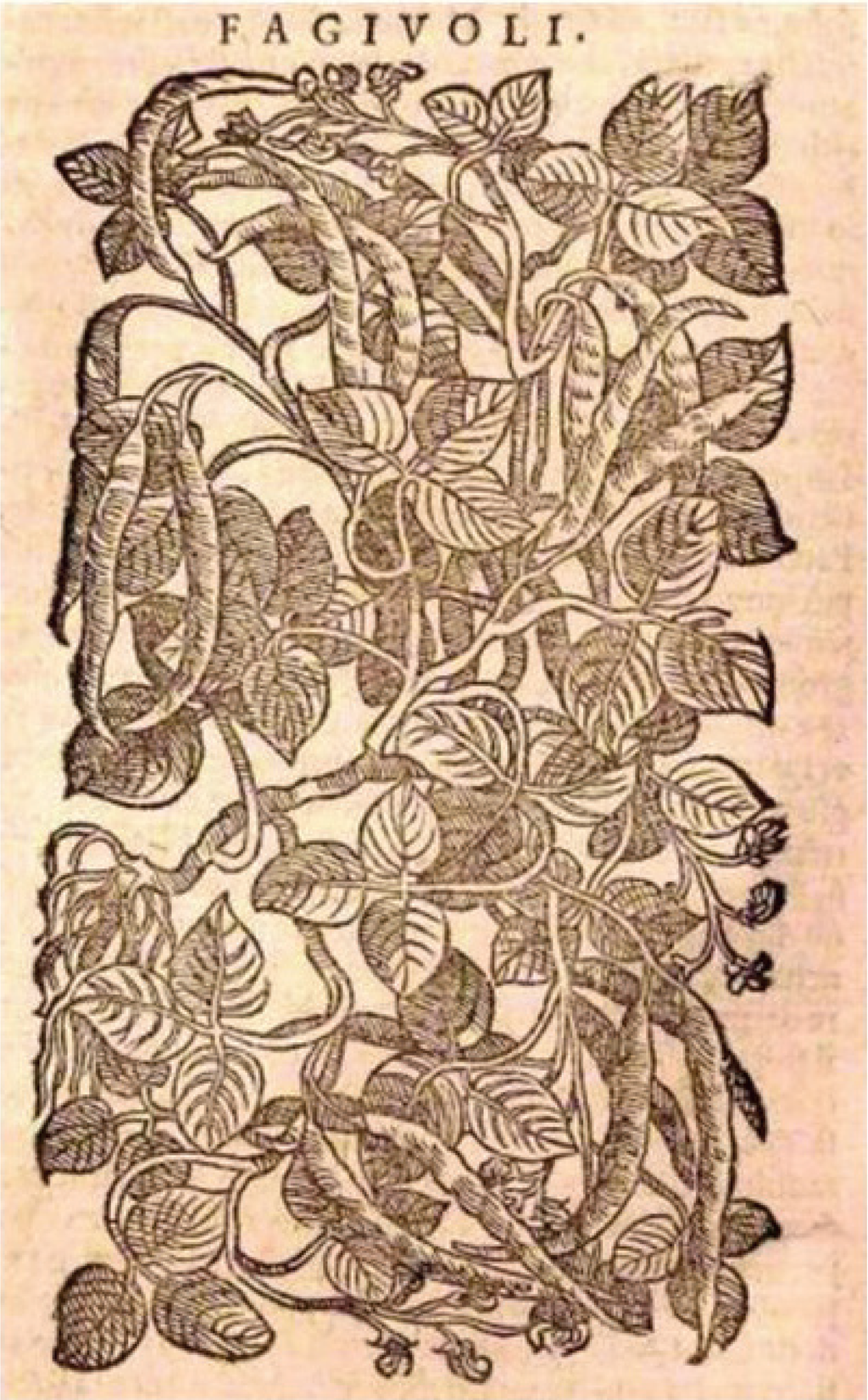 Diversity 02 00837 g001 1024