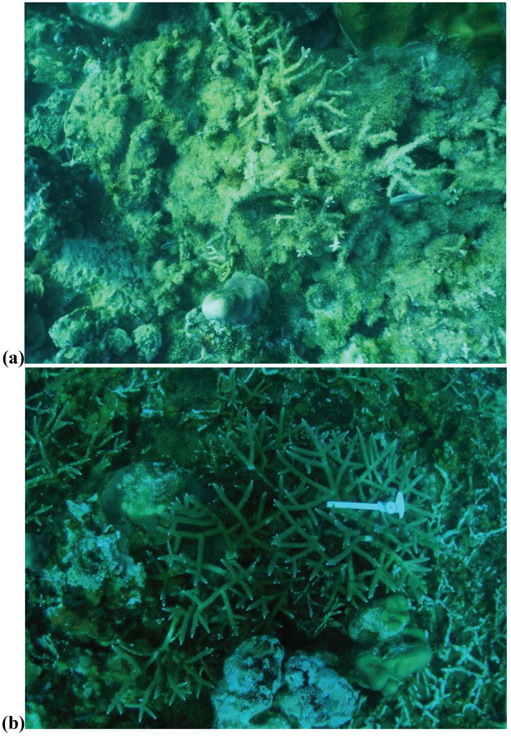 Diversity 02 00881 g004 1024