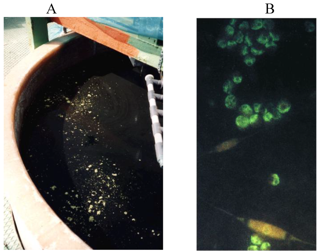 Diversity 02 00973 g001 1024