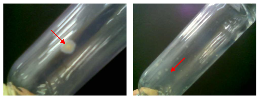 Diversity 02 01026 g008 1024