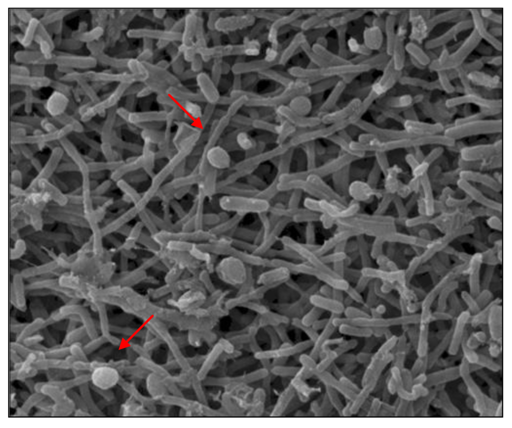 Diversity 02 01026 g010 1024