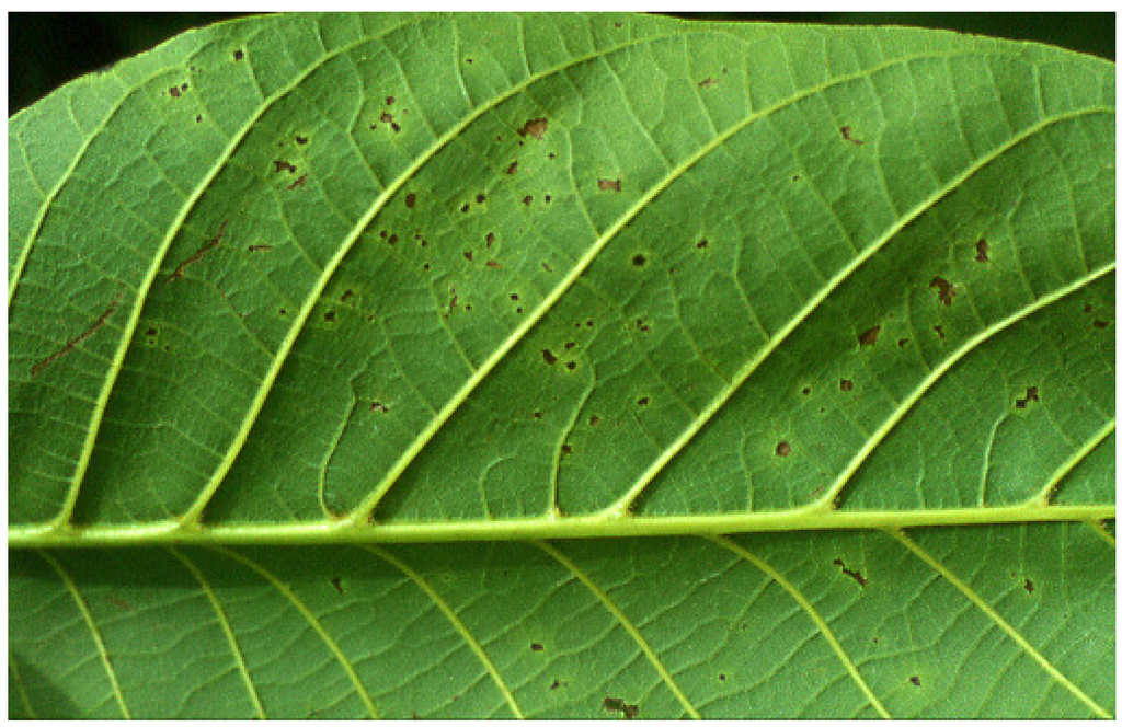 Diversity 02 01205 g001 1024