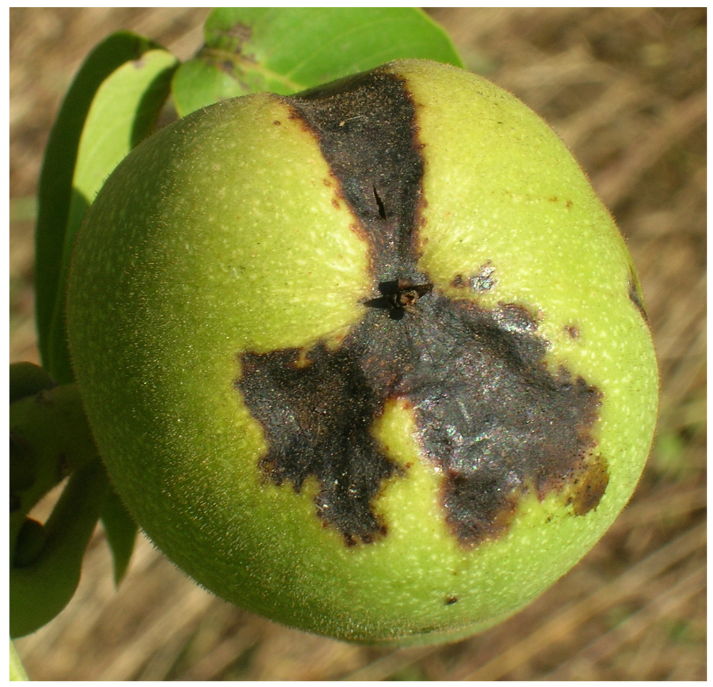 Diversity 02 01205 g002 1024