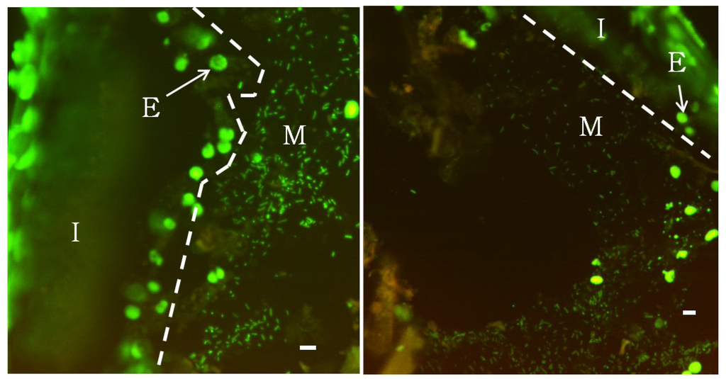 Diversity 05 00641 g001 1024