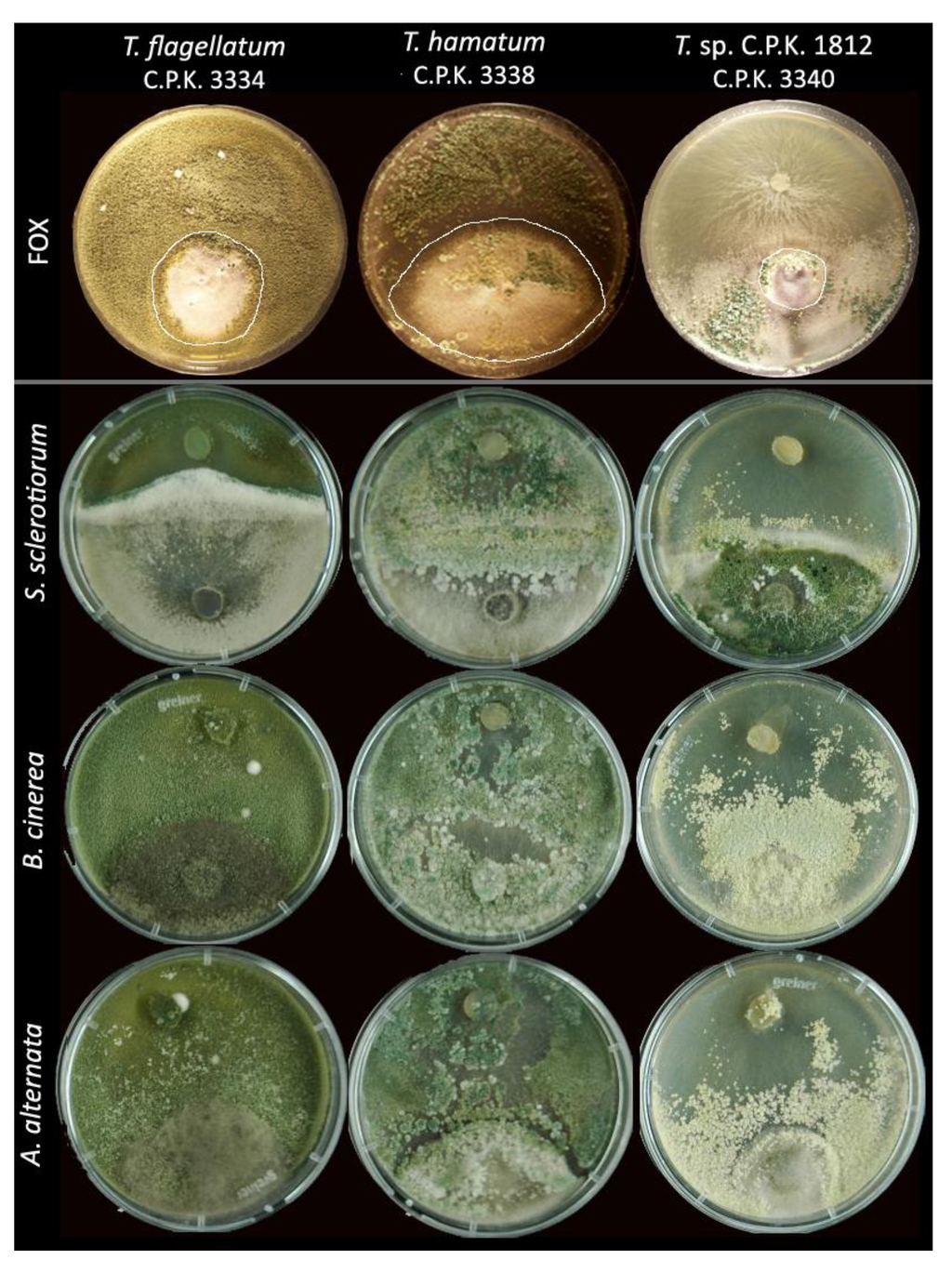 Diversity 05 00750 g003 1024