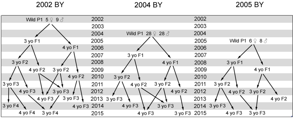 Diversity 06 00354 g002 1024