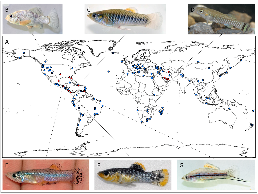 Diversity 06 00597 g001 1024