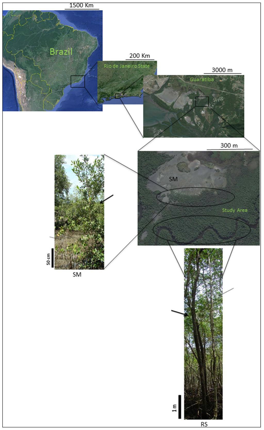 Diversity 07 00105 g001 1024