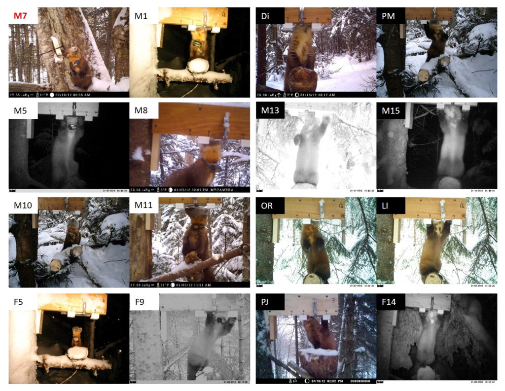 Diversity 08 00003 g003 1024