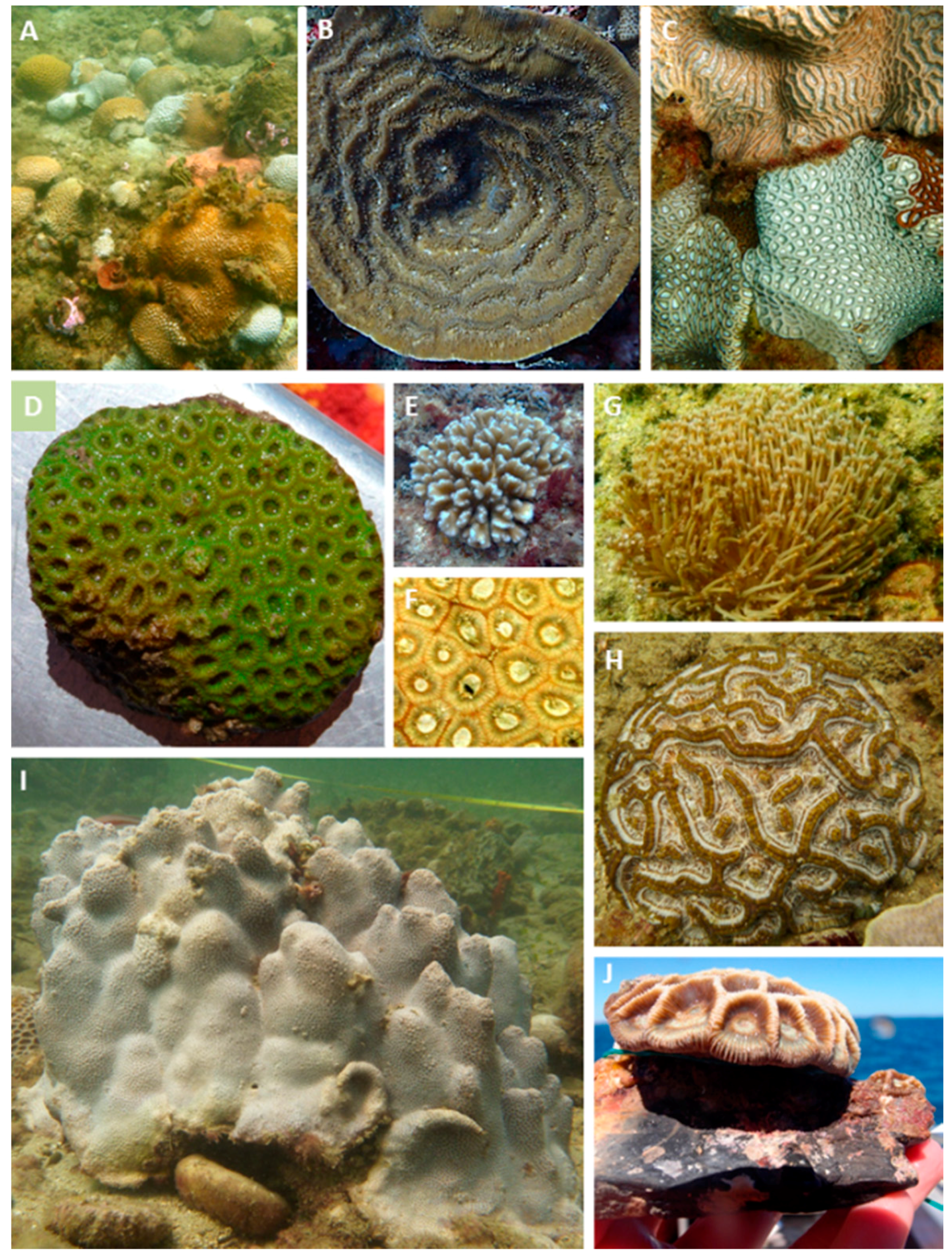 Diversity 08 00007 g002