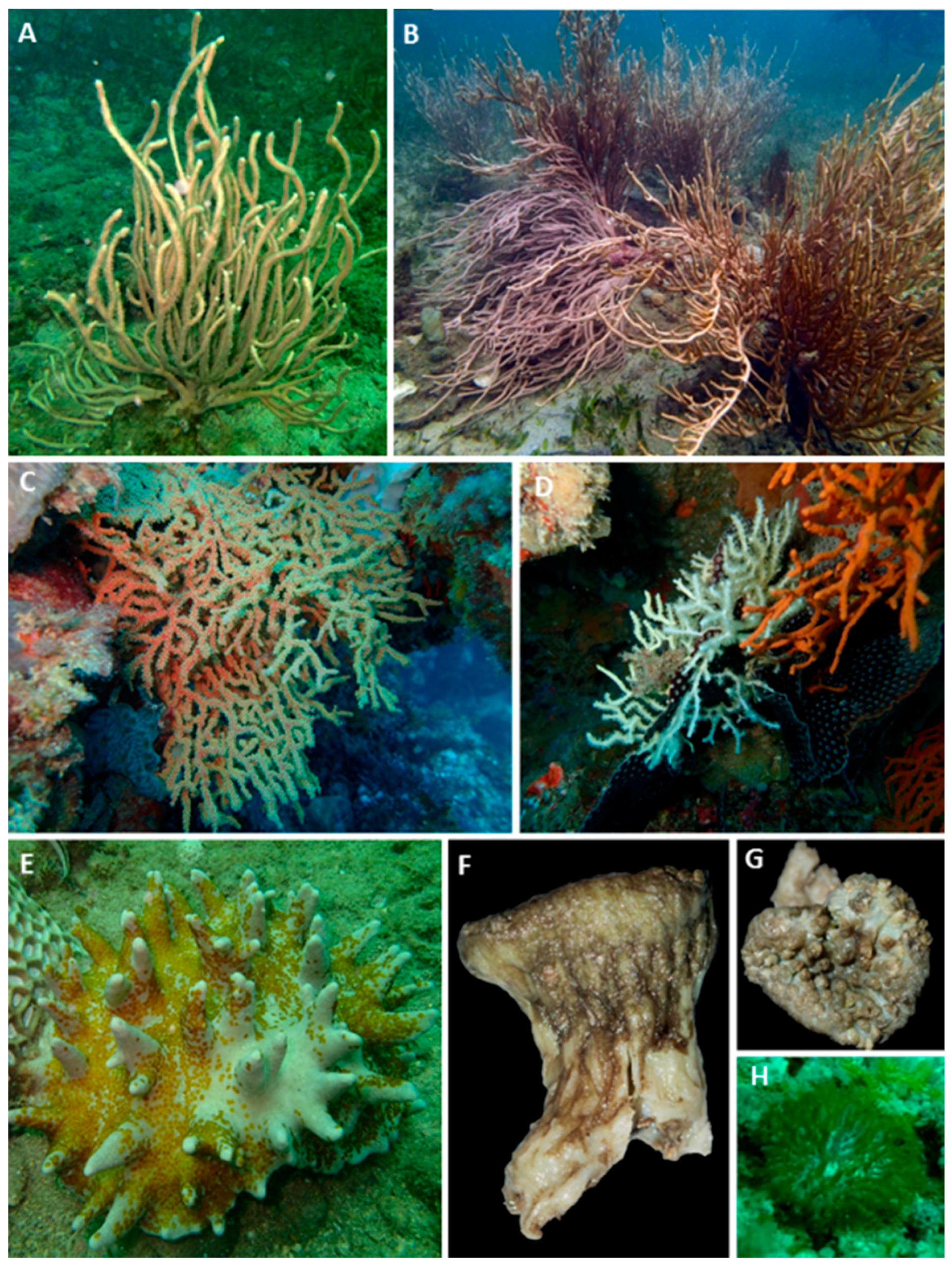 Diversity 08 00007 g003