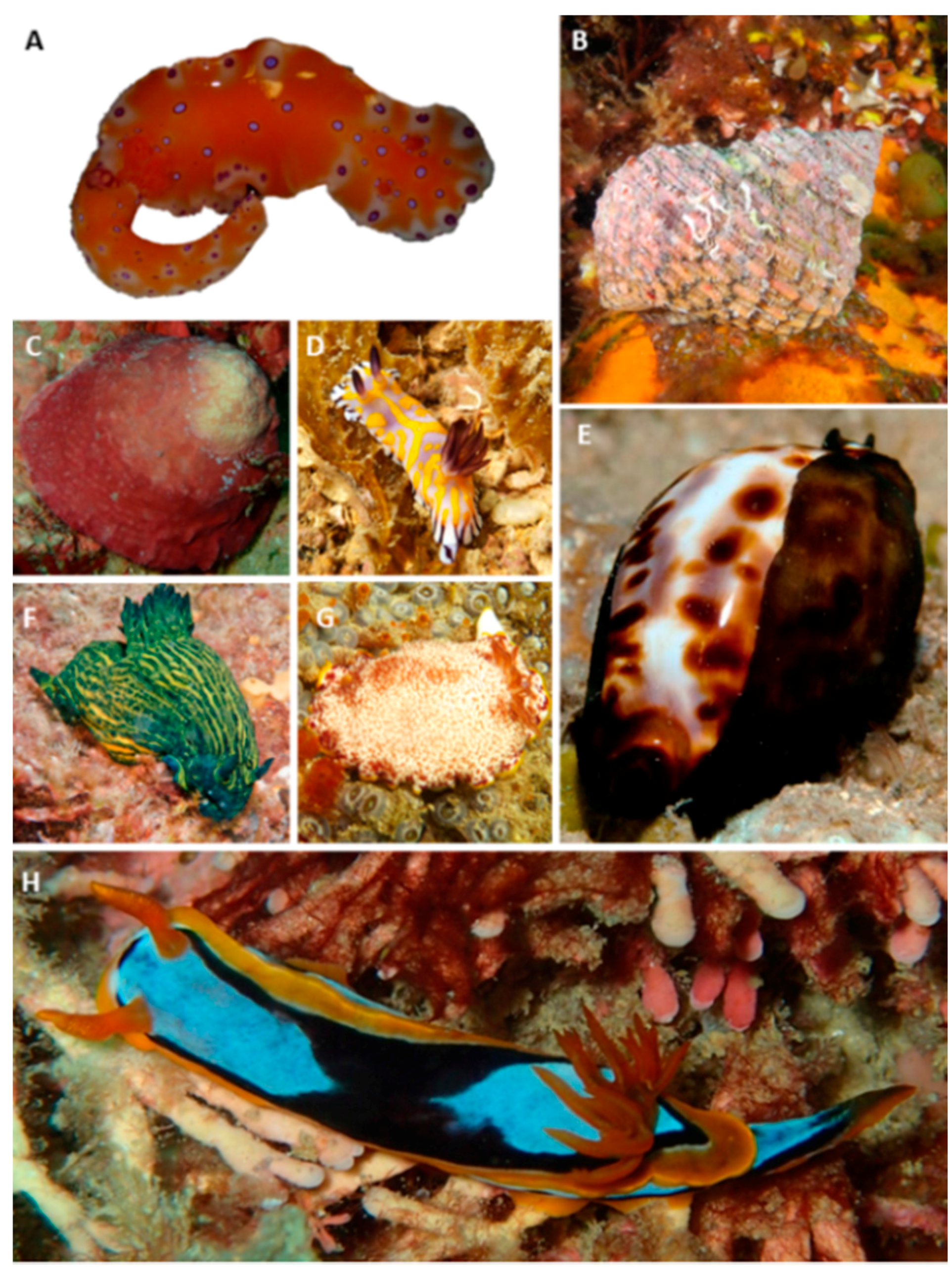 Diversity 08 00007 g005