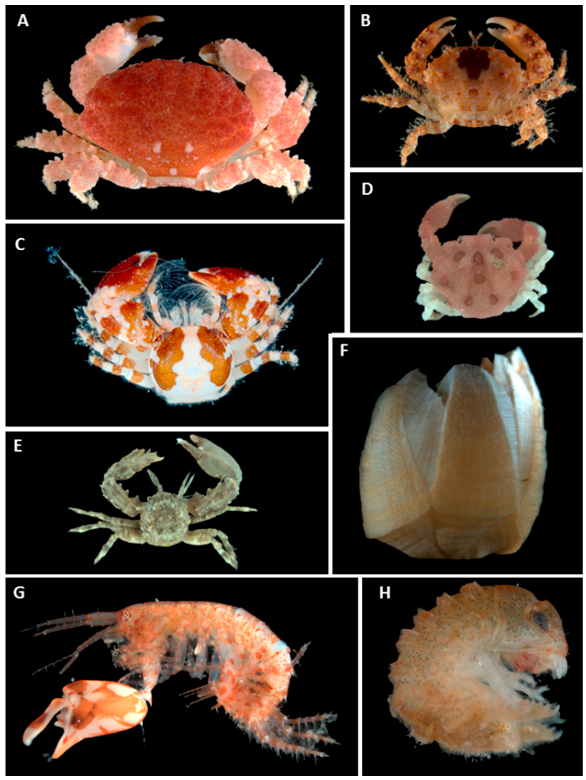 Diversity 08 00007 g006