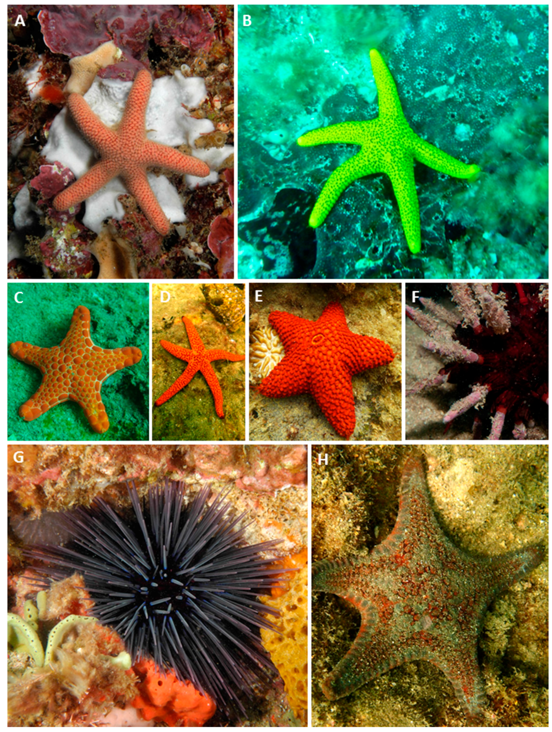 Diversity 08 00007 g007