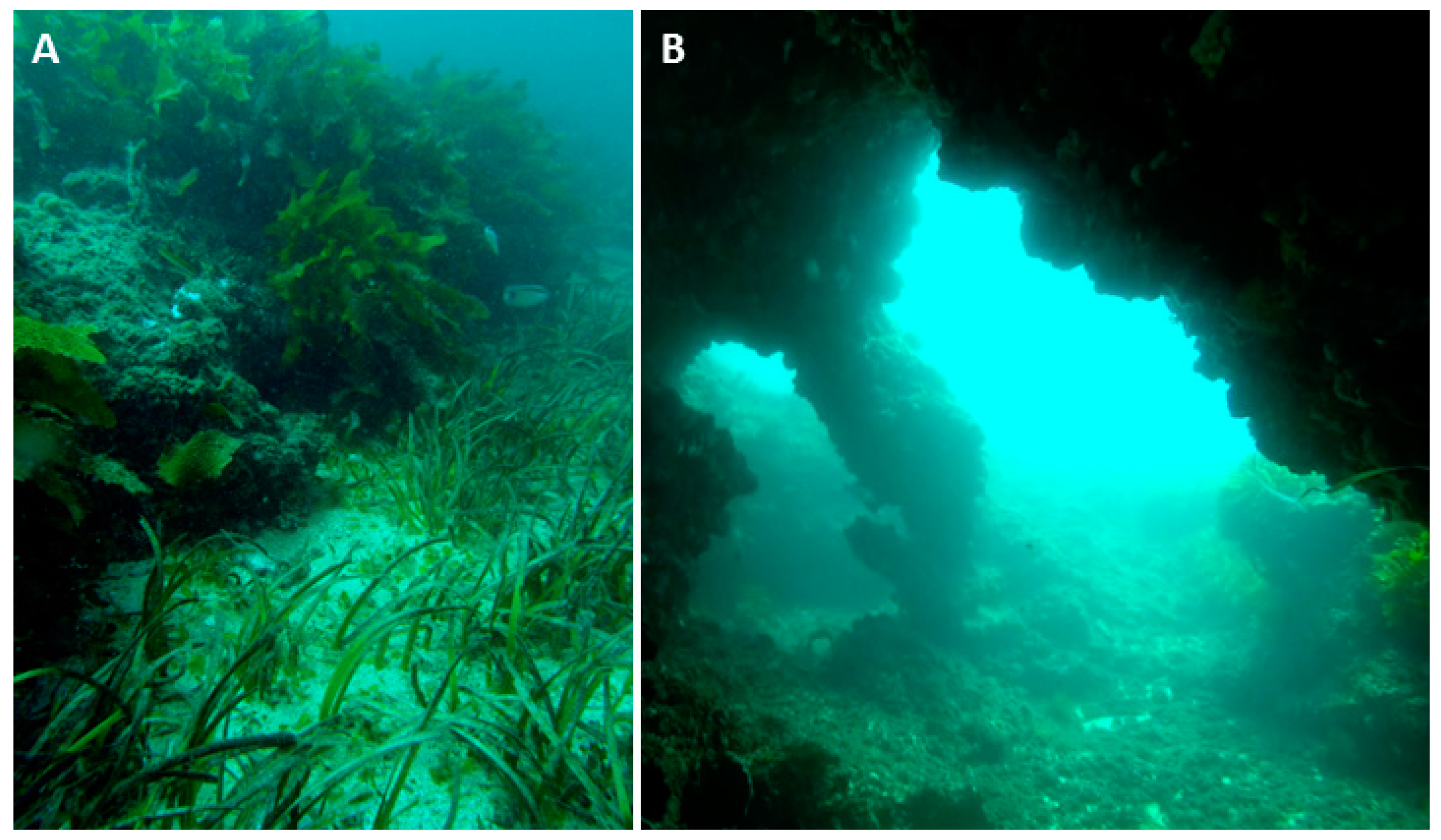 Diversity 08 00007 g011