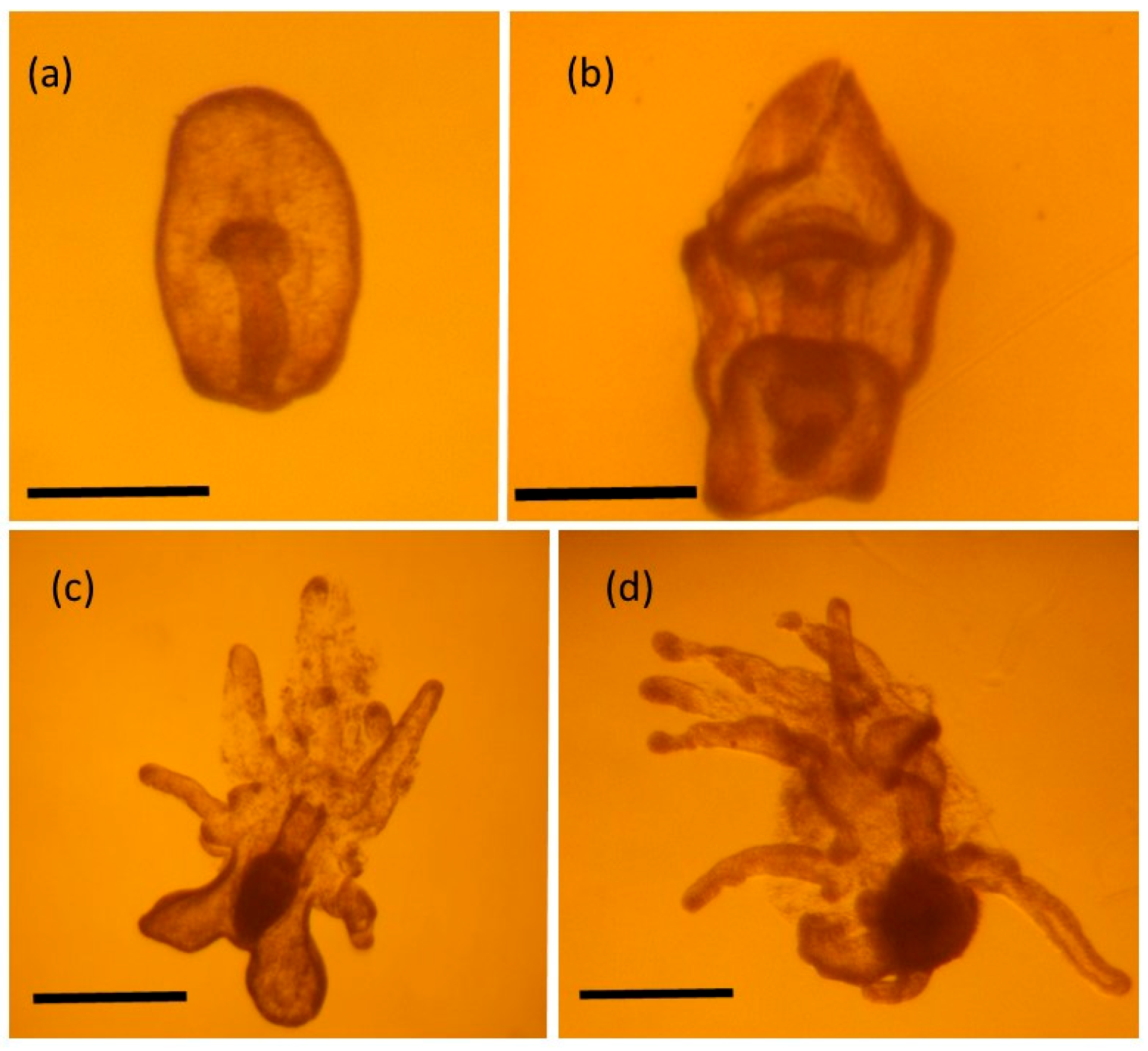 Diversity 08 00009 g003