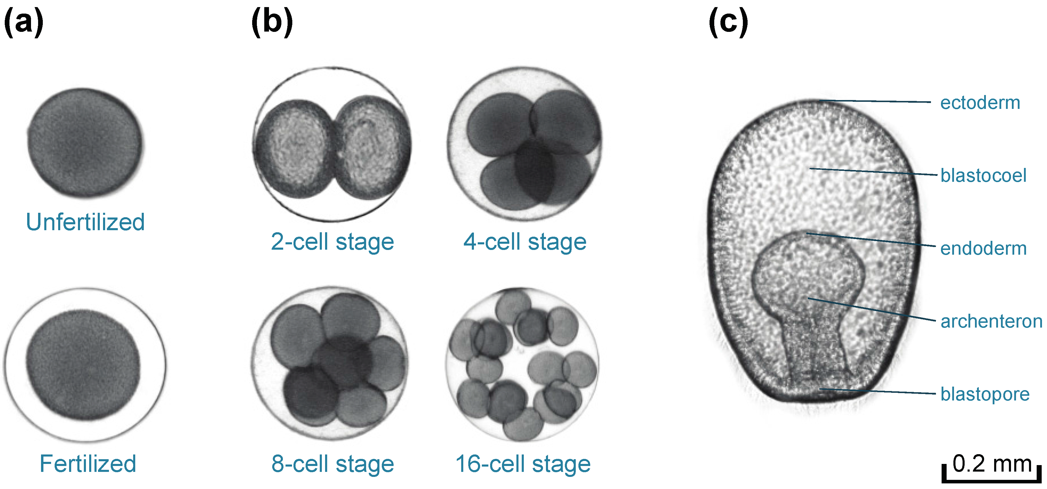 Diversity 09 00010 g001