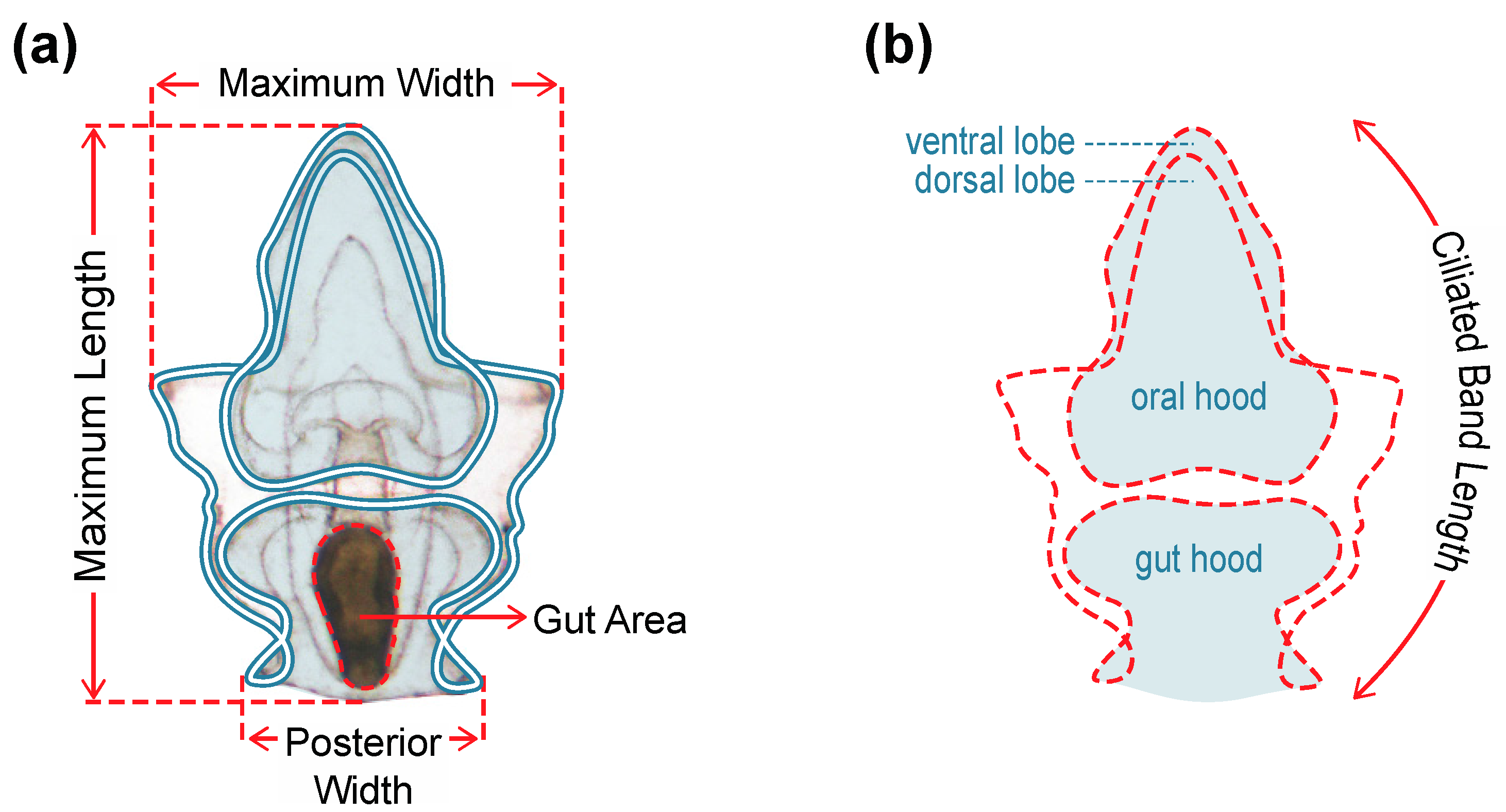 Diversity 09 00015 g001