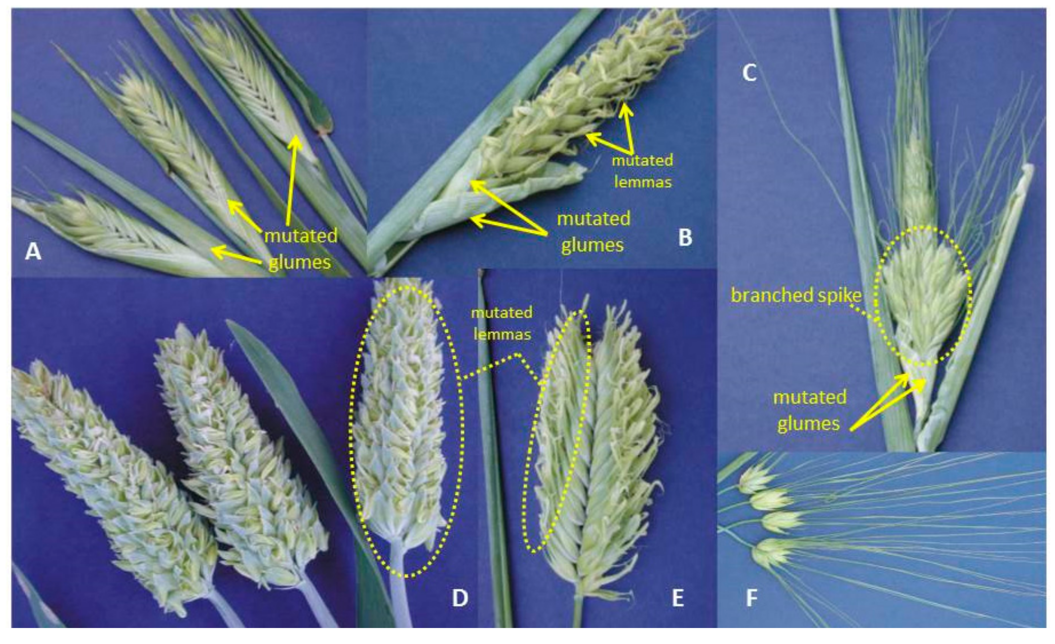 Diversity 09 00021 g001