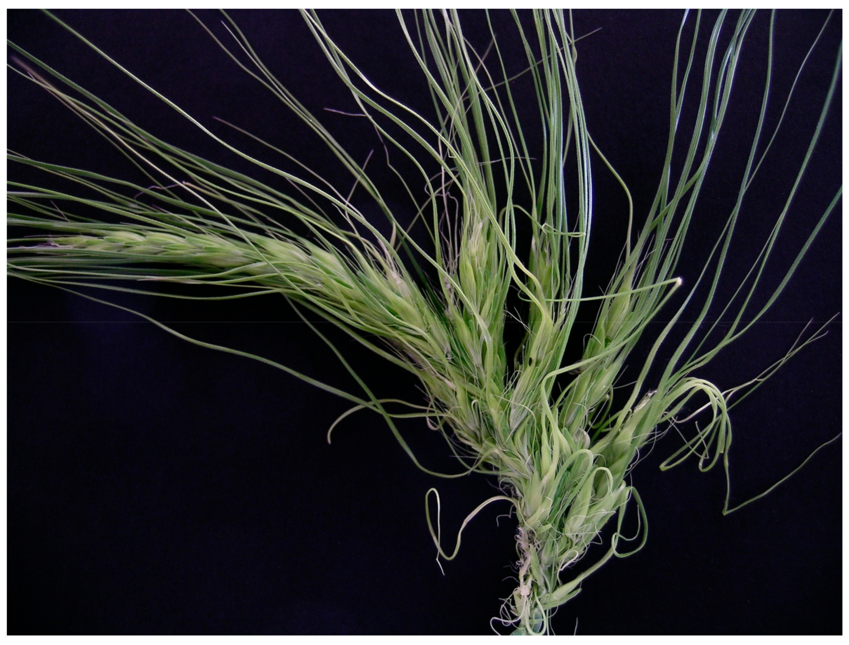 Diversity 09 00021 g003