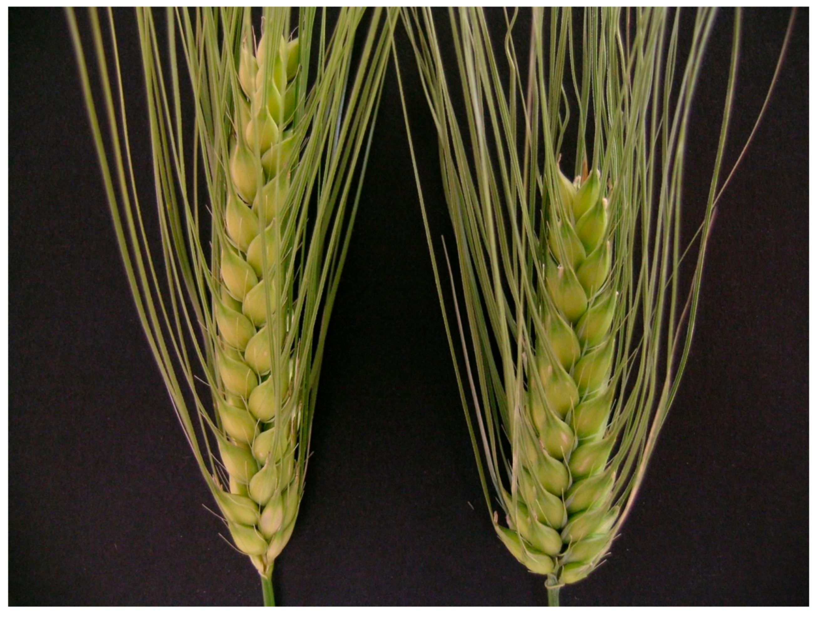 Diversity 09 00021 g004