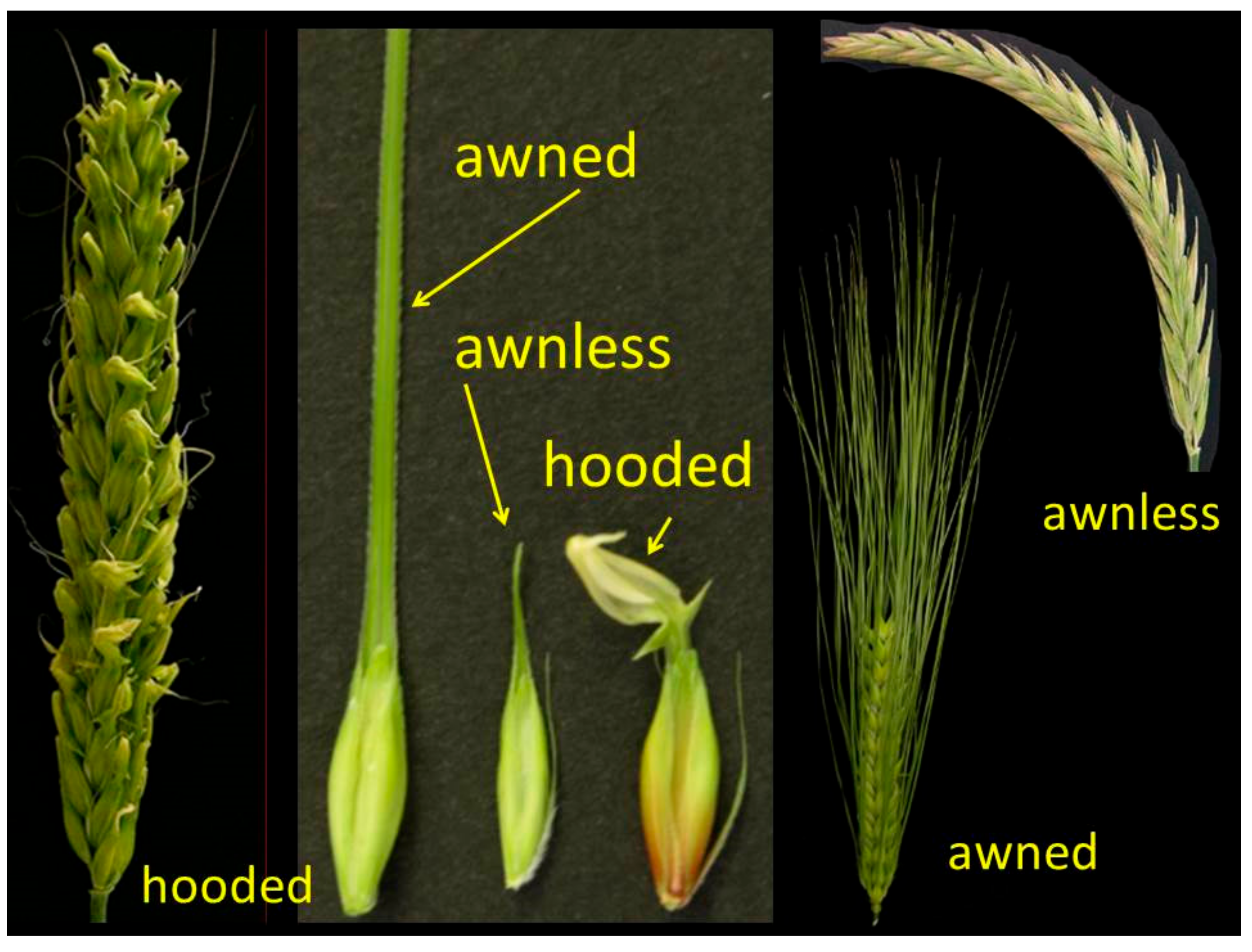 Diversity 09 00021 g005