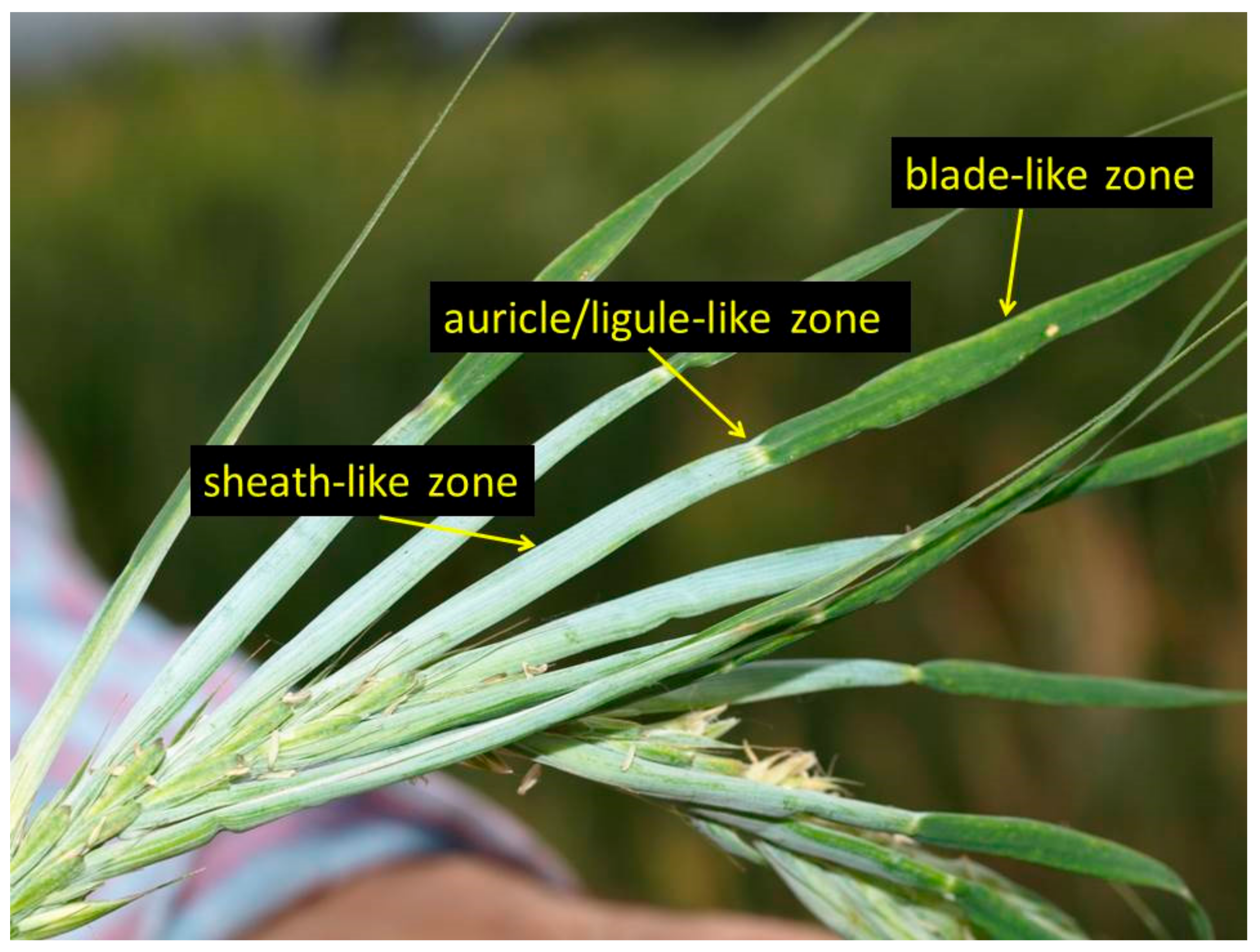 Diversity 09 00021 g006