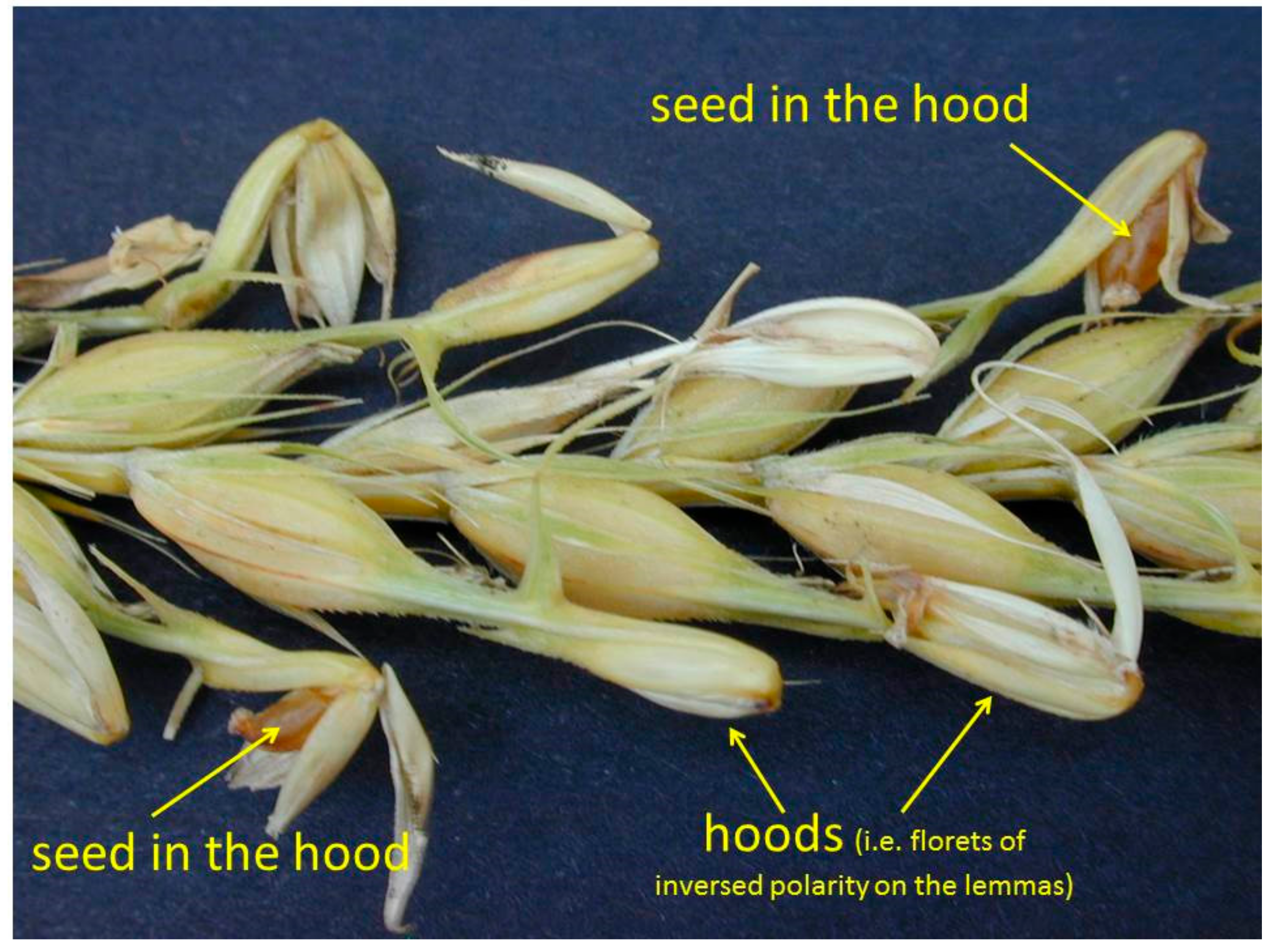 Diversity 09 00021 g008