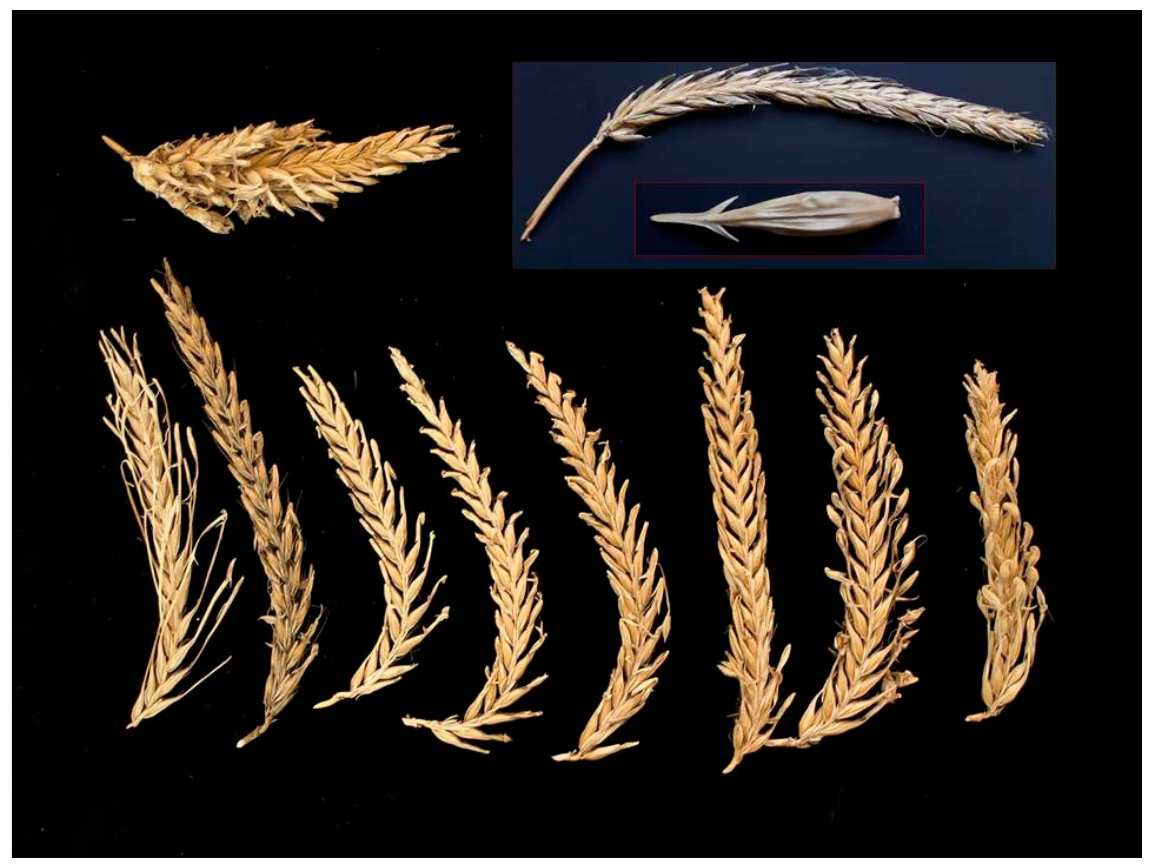 Diversity 09 00021 g009