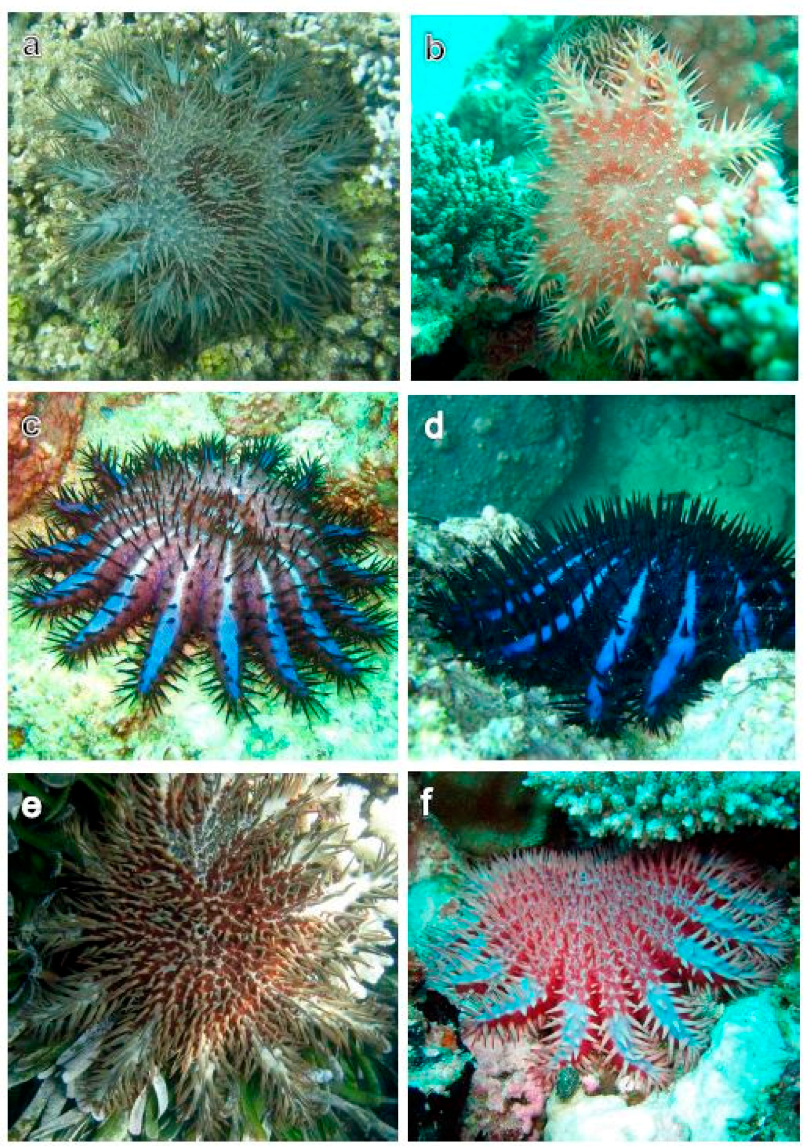 Diversity 09 00022 g002