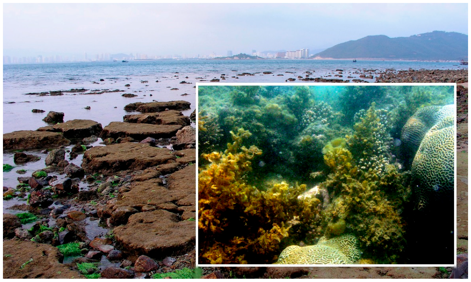 Diversity 09 00024 g002