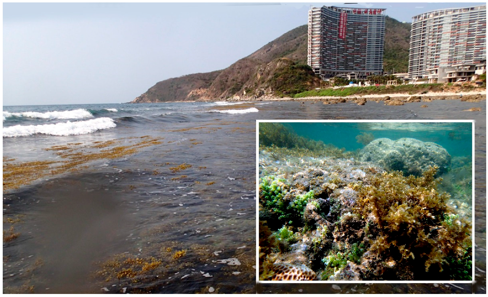 Diversity 09 00024 g003